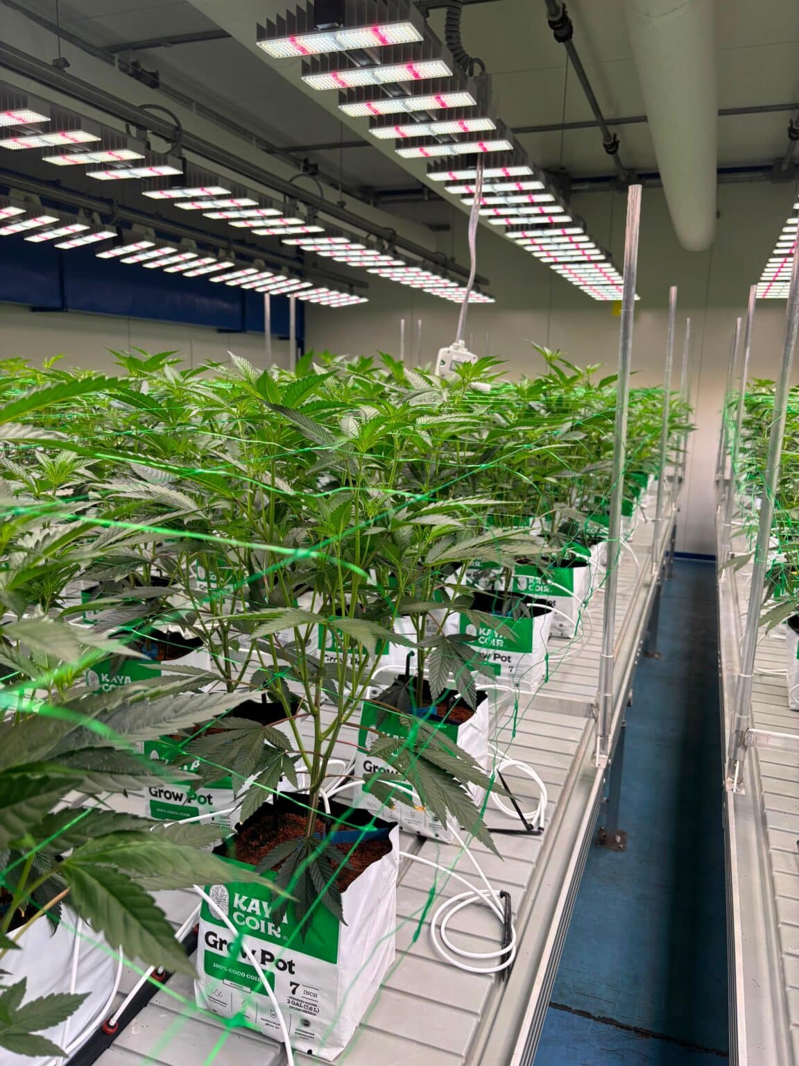 Anbauraum des CannabisTreff e.V.: Pflanzenreihen unter LED-Beleuchtung